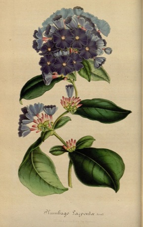 Ilustración botánica de Cerato