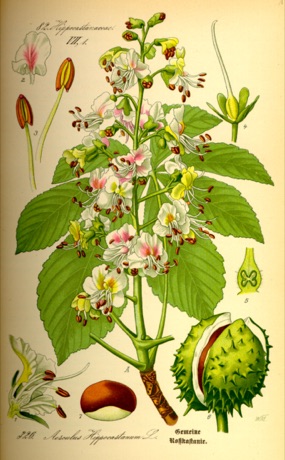 Ilustración botánica de Chestnut Bud
