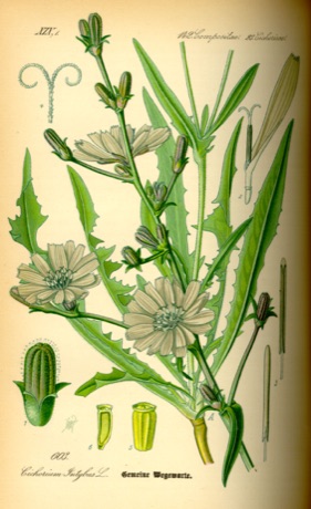 Ilustración botánica de Chicory