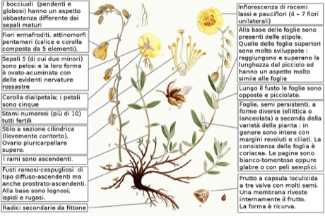 Ilustración botánica de Rock Rose
